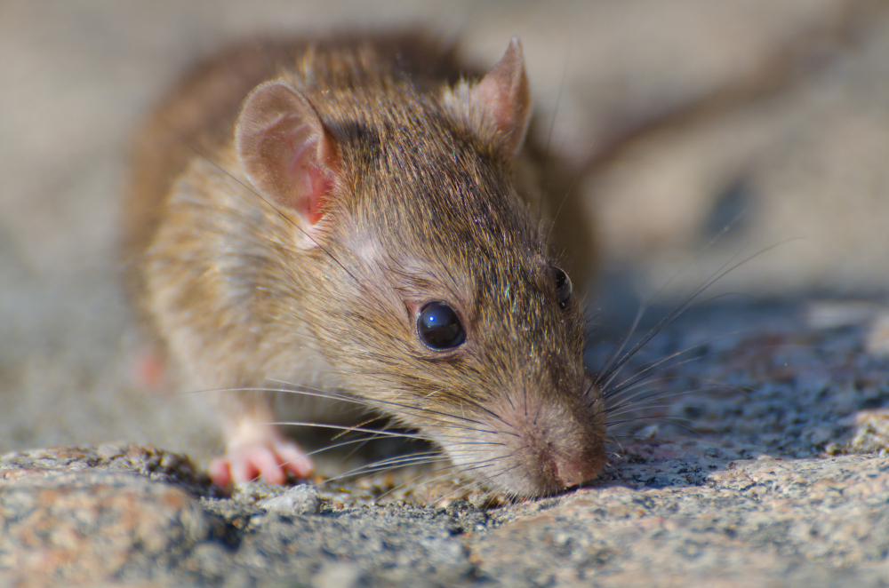 Rodent Proofing